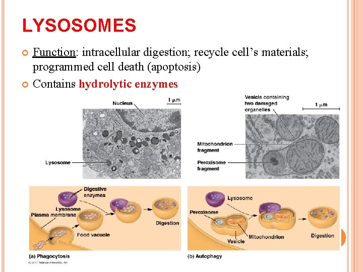 LYSOSOMES Function: intracellular digestion; recycle cell’s materials; programmed cell death (apoptosis) Contains hydrolytic enzymes LYSOSOMES Function: intracellular digestion; recycle cell’s materials; programmed cell death (apoptosis) Contains hydrolytic enzymes