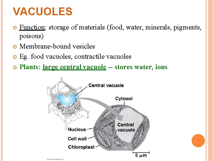VACUOLES Function: storage of materials (food, water, minerals, pigments, poisons) Membrane-bound vesicles Eg. food VACUOLES Function: storage of materials (food, water, minerals, pigments, poisons) Membrane-bound vesicles Eg. food