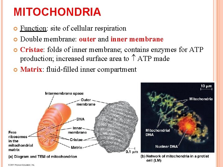 MITOCHONDRIA Function: site of cellular respiration Double membrane: outer and inner membrane Cristae: folds MITOCHONDRIA Function: site of cellular respiration Double membrane: outer and inner membrane Cristae: folds