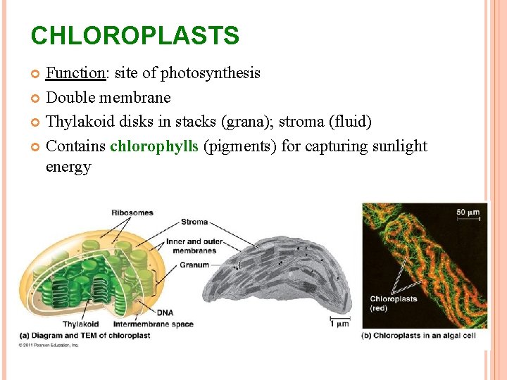 CHLOROPLASTS Function: site of photosynthesis Double membrane Thylakoid disks in stacks (grana); stroma (fluid) CHLOROPLASTS Function: site of photosynthesis Double membrane Thylakoid disks in stacks (grana); stroma (fluid)