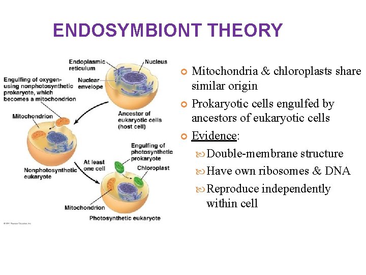 ENDOSYMBIONT THEORY Mitochondria & chloroplasts share similar origin Prokaryotic cells engulfed by ancestors of ENDOSYMBIONT THEORY Mitochondria & chloroplasts share similar origin Prokaryotic cells engulfed by ancestors of