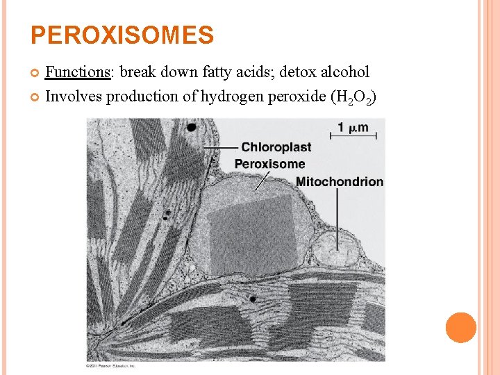 PEROXISOMES Functions: break down fatty acids; detox alcohol Involves production of hydrogen peroxide (H PEROXISOMES Functions: break down fatty acids; detox alcohol Involves production of hydrogen peroxide (H