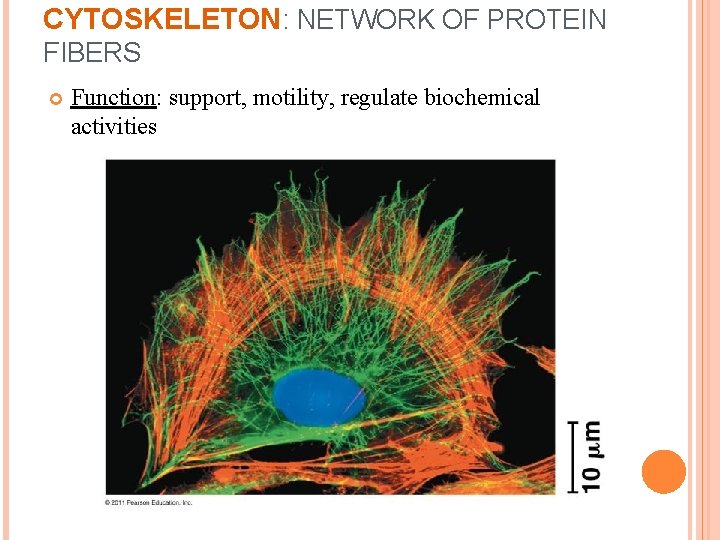 CYTOSKELETON: NETWORK OF PROTEIN FIBERS Function: support, motility, regulate biochemical activities CYTOSKELETON: NETWORK OF PROTEIN FIBERS Function: support, motility, regulate biochemical activities