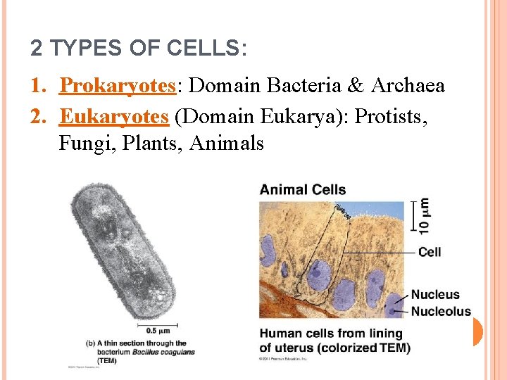 2 TYPES OF CELLS: 1. Prokaryotes: Domain Bacteria & Archaea 2. Eukaryotes (Domain Eukarya): 2 TYPES OF CELLS: 1. Prokaryotes: Domain Bacteria & Archaea 2. Eukaryotes (Domain Eukarya):