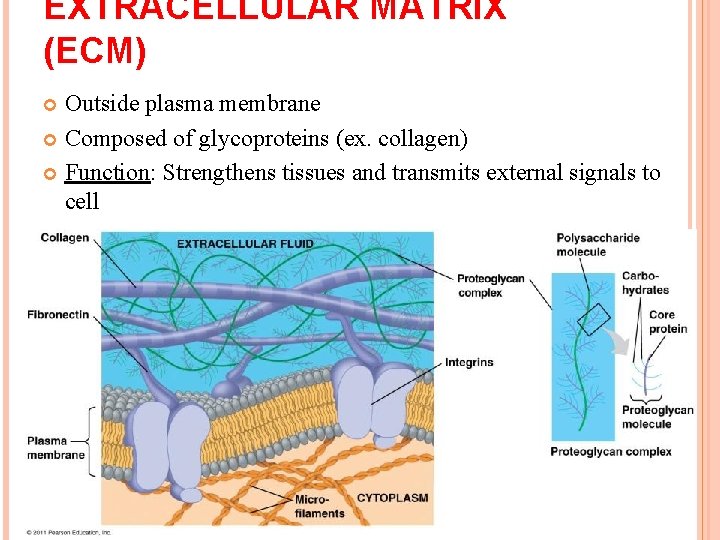 EXTRACELLULAR MATRIX (ECM) Outside plasma membrane Composed of glycoproteins (ex. collagen) Function: Strengthens tissues EXTRACELLULAR MATRIX (ECM) Outside plasma membrane Composed of glycoproteins (ex. collagen) Function: Strengthens tissues