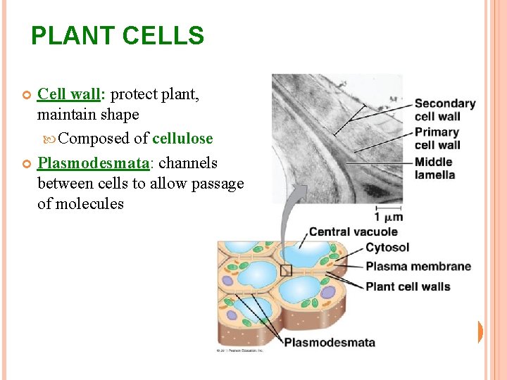 PLANT CELLS Cell wall: protect plant, maintain shape Composed of cellulose Plasmodesmata: channels between PLANT CELLS Cell wall: protect plant, maintain shape Composed of cellulose Plasmodesmata: channels between