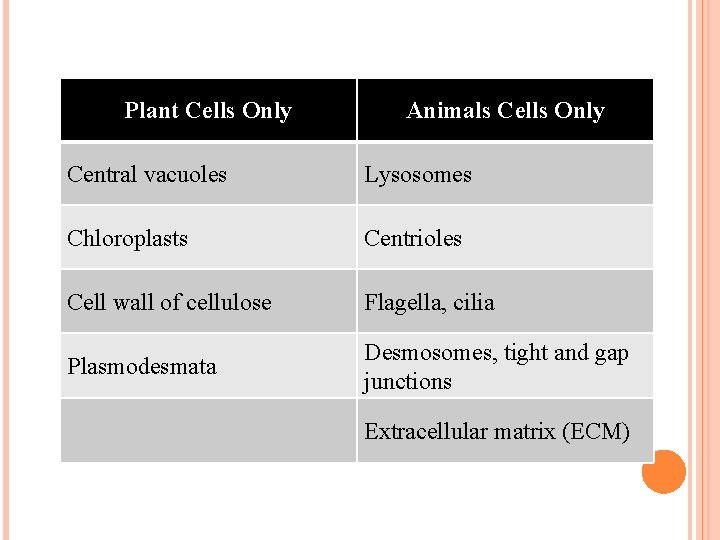 Plant Cells Only Animals Cells Only Central vacuoles Lysosomes Chloroplasts Centrioles Cell wall of Plant Cells Only Animals Cells Only Central vacuoles Lysosomes Chloroplasts Centrioles Cell wall of