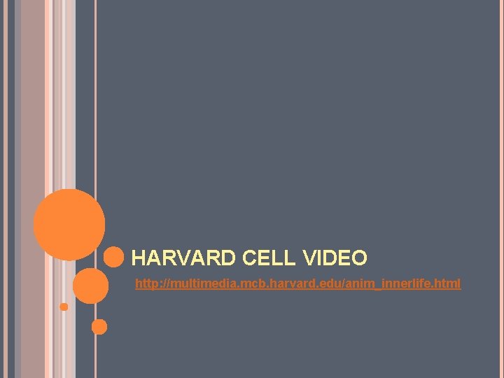 HARVARD CELL VIDEO http: //multimedia. mcb. harvard. edu/anim_innerlife. html HARVARD CELL VIDEO http: //multimedia. mcb. harvard. edu/anim_innerlife. html