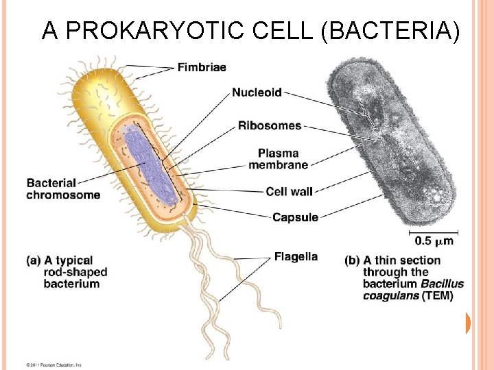 A PROKARYOTIC CELL (BACTERIA) A PROKARYOTIC CELL (BACTERIA)