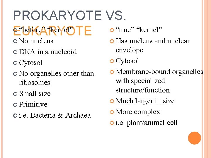PROKARYOTE VS. “before” “kernel” EUKARYOTE “true” “kernel” No nucleus DNA in a nucleoid Cytosol PROKARYOTE VS. “before” “kernel” EUKARYOTE “true” “kernel” No nucleus DNA in a nucleoid Cytosol