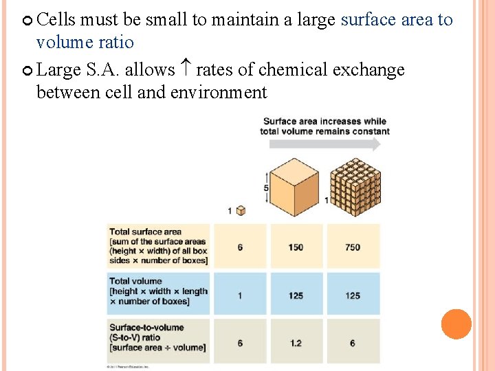 Cells must be small to maintain a large surface area to volume ratio Cells must be small to maintain a large surface area to volume ratio