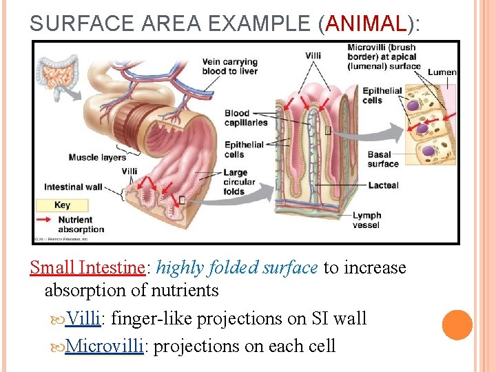 SURFACE AREA EXAMPLE (ANIMAL): ANIMAL Small Intestine: highly folded surface to increase absorption of SURFACE AREA EXAMPLE (ANIMAL): ANIMAL Small Intestine: highly folded surface to increase absorption of