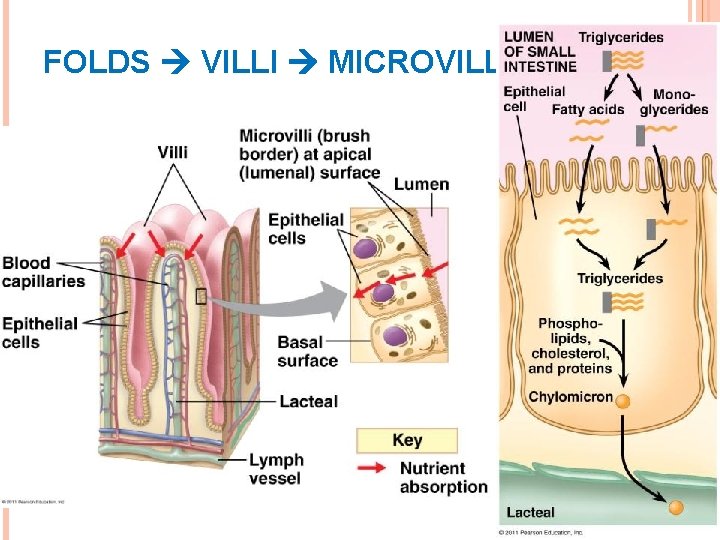 FOLDS VILLI MICROVILLI FOLDS VILLI MICROVILLI