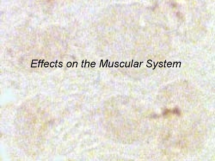 Effects on the Muscular System 