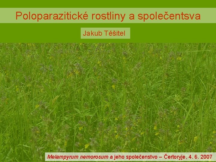 Poloparazitické rostliny a společentsva Jakub Těšitel Melampyrum nemorosum a jeho společenstvo – Čertoryje, 4.