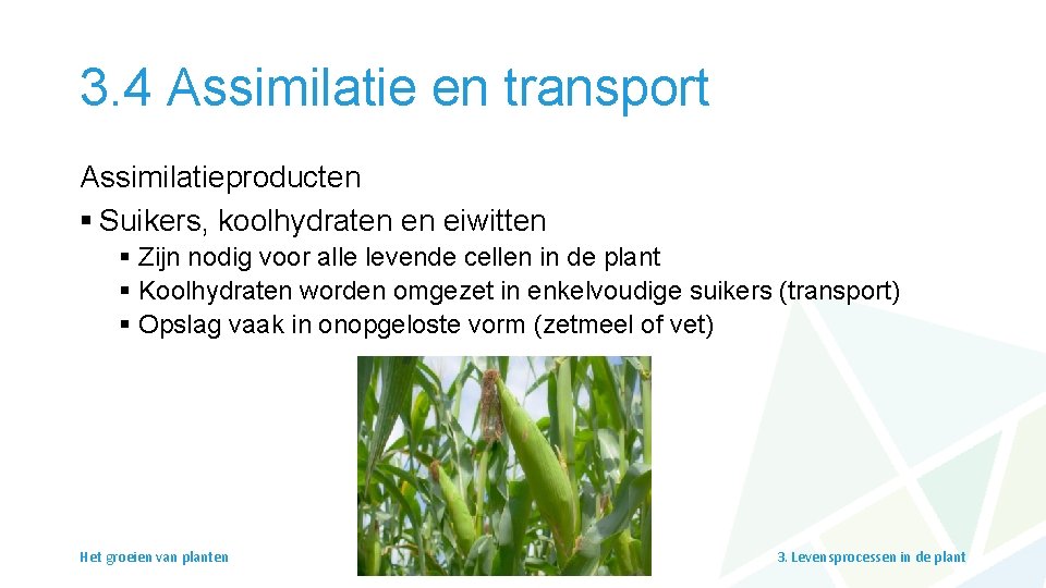 3. 4 Assimilatie en transport Assimilatieproducten § Suikers, koolhydraten en eiwitten § Zijn nodig