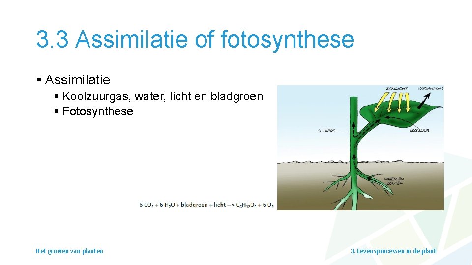 3. 3 Assimilatie of fotosynthese § Assimilatie § Koolzuurgas, water, licht en bladgroen §