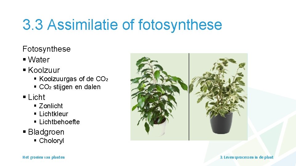 3. 3 Assimilatie of fotosynthese Fotosynthese § Water § Koolzuurgas of de CO 2