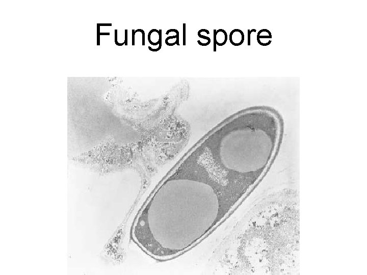 Fungal spore Fungal spore