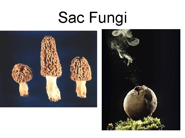 Sac Fungi Sac Fungi