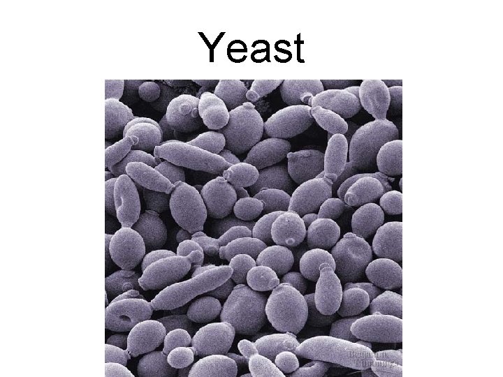 Yeast Yeast