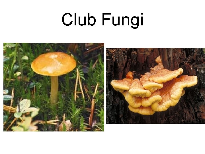 Club Fungi Club Fungi