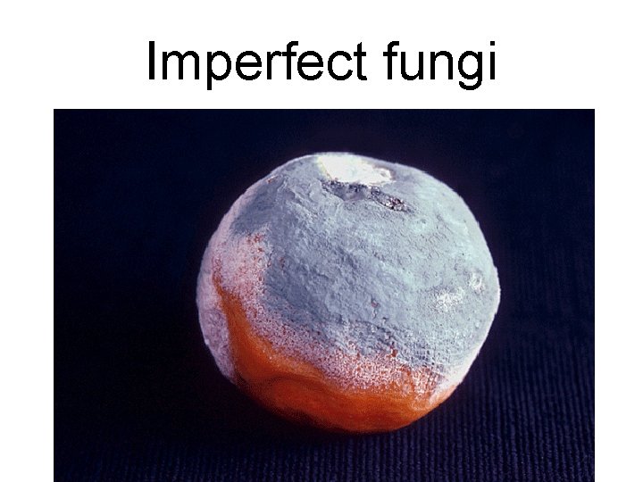 Imperfect fungi Imperfect fungi