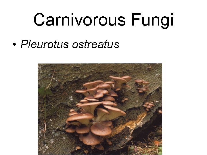 Carnivorous Fungi • Pleurotus ostreatus Carnivorous Fungi • Pleurotus ostreatus