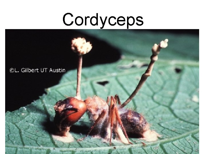 Cordyceps Cordyceps