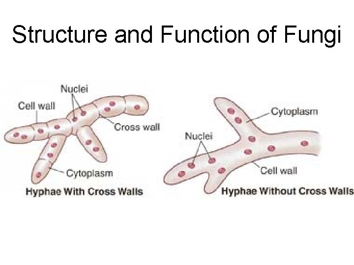 Structure and Function of Fungi Structure and Function of Fungi