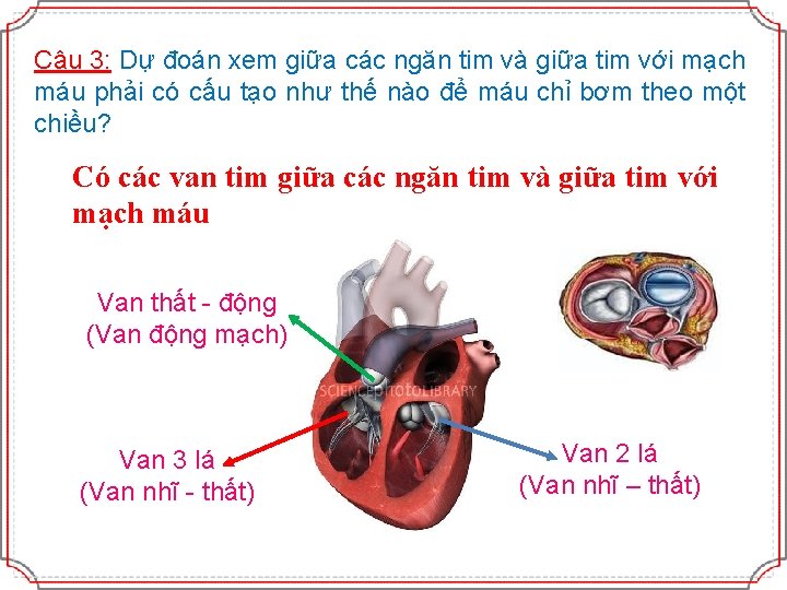 Câu 3: Dự đoán xem giữa các ngăn tim và giữa tim với mạch