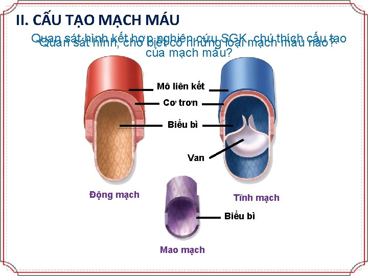 II. CẤU TẠO MẠCH MÁU Quan kếtcho hợp nghiên cứu SGK, chú thích Quansát