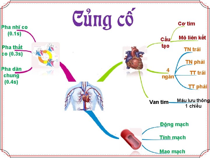 Cơ tim Pha nhĩ co (0. 1 s) Pha thất co (0. 3 s)