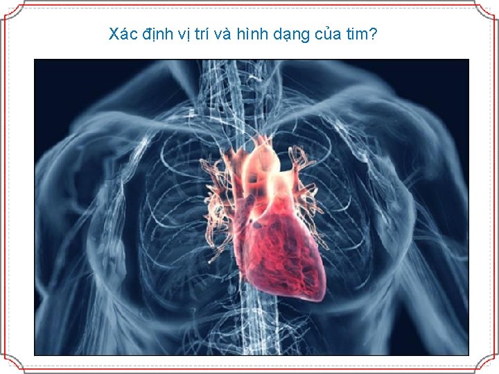 Xác định vị trí và hình dạng của tim? 