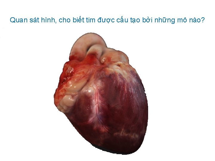 Quan sát hình, cho biết tim được cấu tạo bởi những mô nào? 