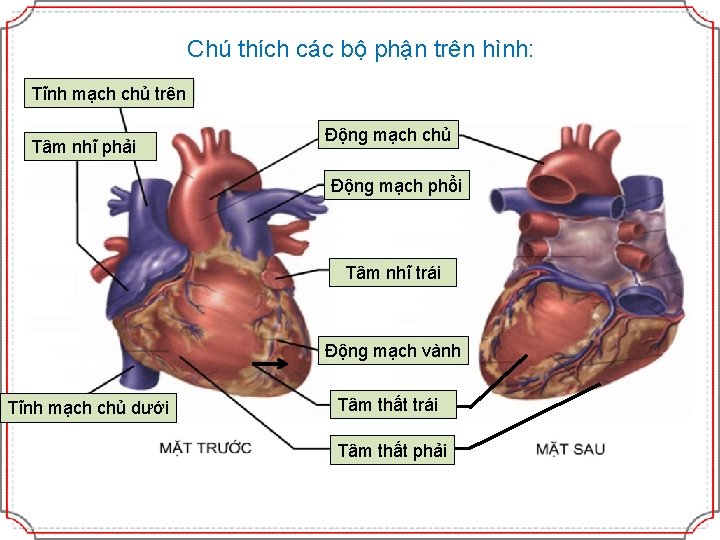 Chú thích các bộ phận trên hình: Tĩnh mạch chủ 1 trên Tâm nhĩ