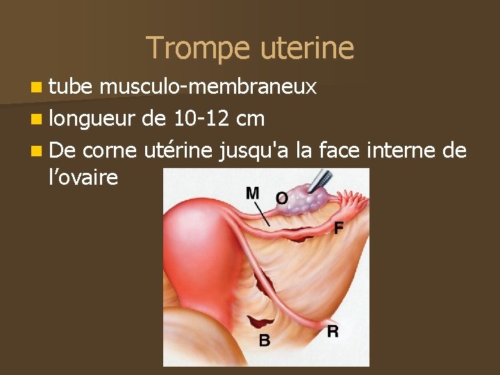 Trompe uterine n tube musculo-membraneux n longueur de 10 -12 cm n De corne