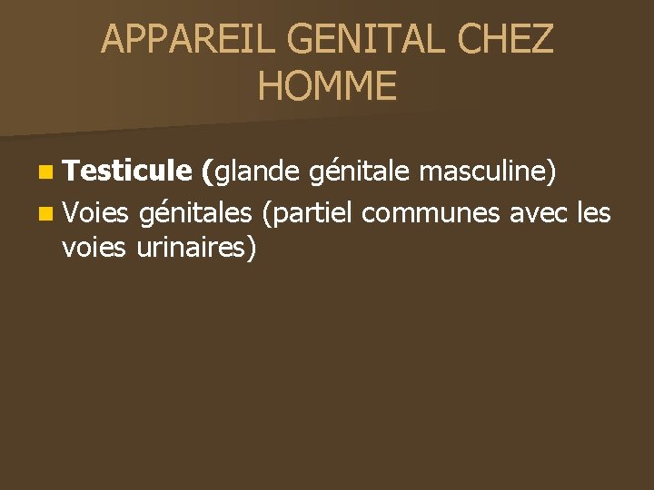 APPAREIL GENITAL CHEZ HOMME n Testicule (glande génitale masculine) n Voies génitales (partiel communes