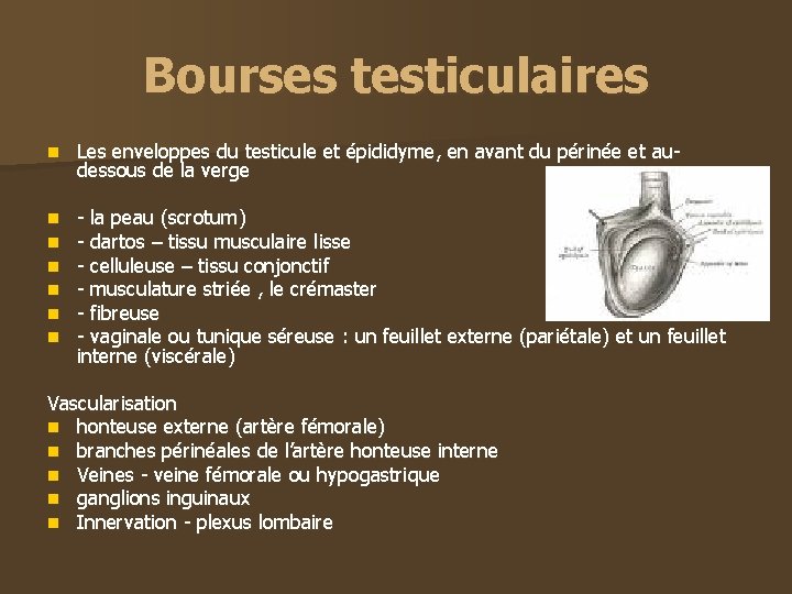Bourses testiculaires n Les enveloppes du testicule et épididyme, en avant du périnée et