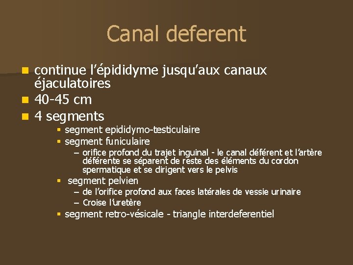 Canal deferent continue l’épididyme jusqu’aux canaux éjaculatoires n 40 -45 cm n 4 segments