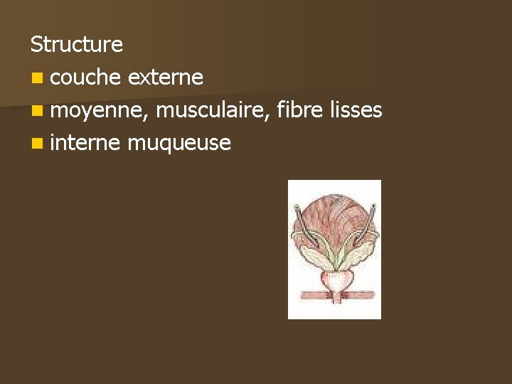 Structure n couche externe n moyenne, musculaire, fibre lisses n interne muqueuse 