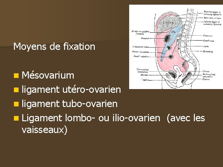 Moyens de fixation n Mésovarium n ligament utéro-ovarien n ligament tubo-ovarien n Ligament lombo-