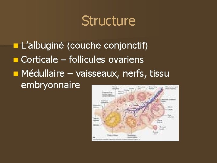 Structure n L’albuginé (couche conjonctif) n Corticale – follicules ovariens n Médullaire – vaisseaux,