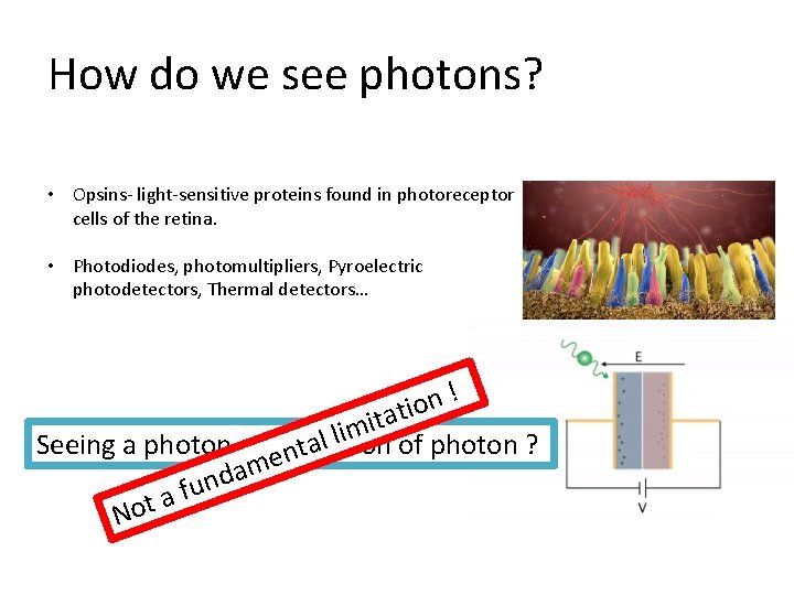 How do we see photons? • Opsins- light-sensitive proteins found in photoreceptor cells of