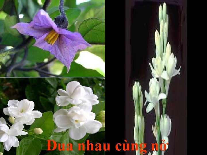 Đua nhau cùng nở 