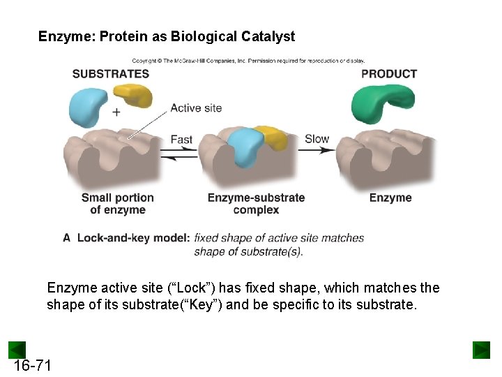 Enzyme: Protein as Biological Catalyst Enzyme active site (“Lock”) has fixed shape, which matches