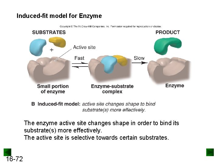 Induced-fit model for Enzyme The enzyme active site changes shape in order to bind