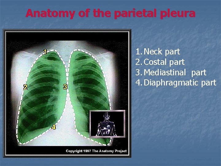 Anatomy of the parietal pleura 1. Neck part 2. Costal part 3. Mediastinal part