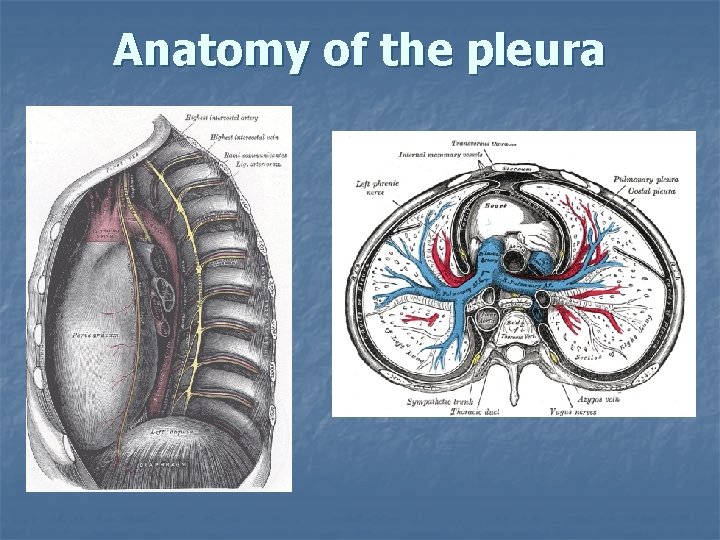 Anatomy of the pleura Anatomy of the pleura