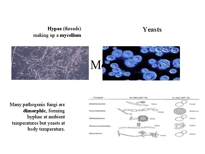  Hypae (threads) making up a mycelium Yeasts Fungal Morphology Many pathogenic fungi are